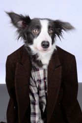 Фото №1 Айса Энимал Арт