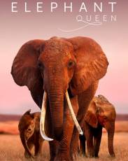 Королева слонов (2019)